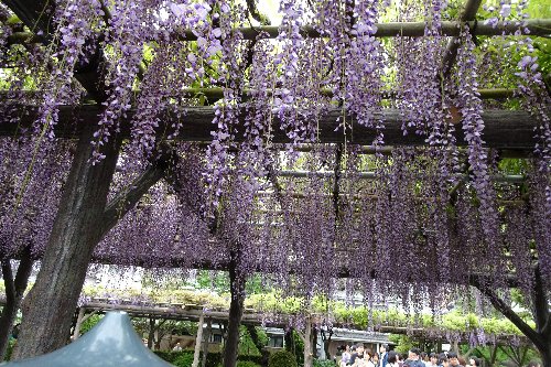亀戸天神の「藤まつり」へ行ってきました。