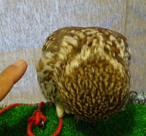 吉祥寺のカフェ フクロウの里