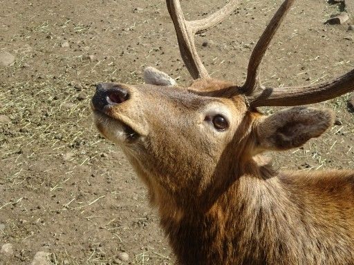 那須サファリパーク