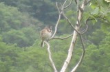 尾瀬ケ原の鳥