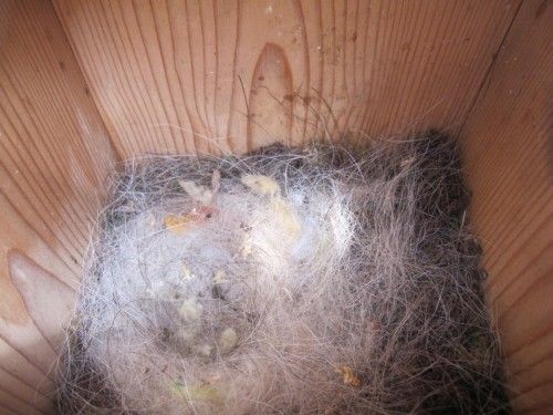 シジュウカラの巣箱 巣が完成