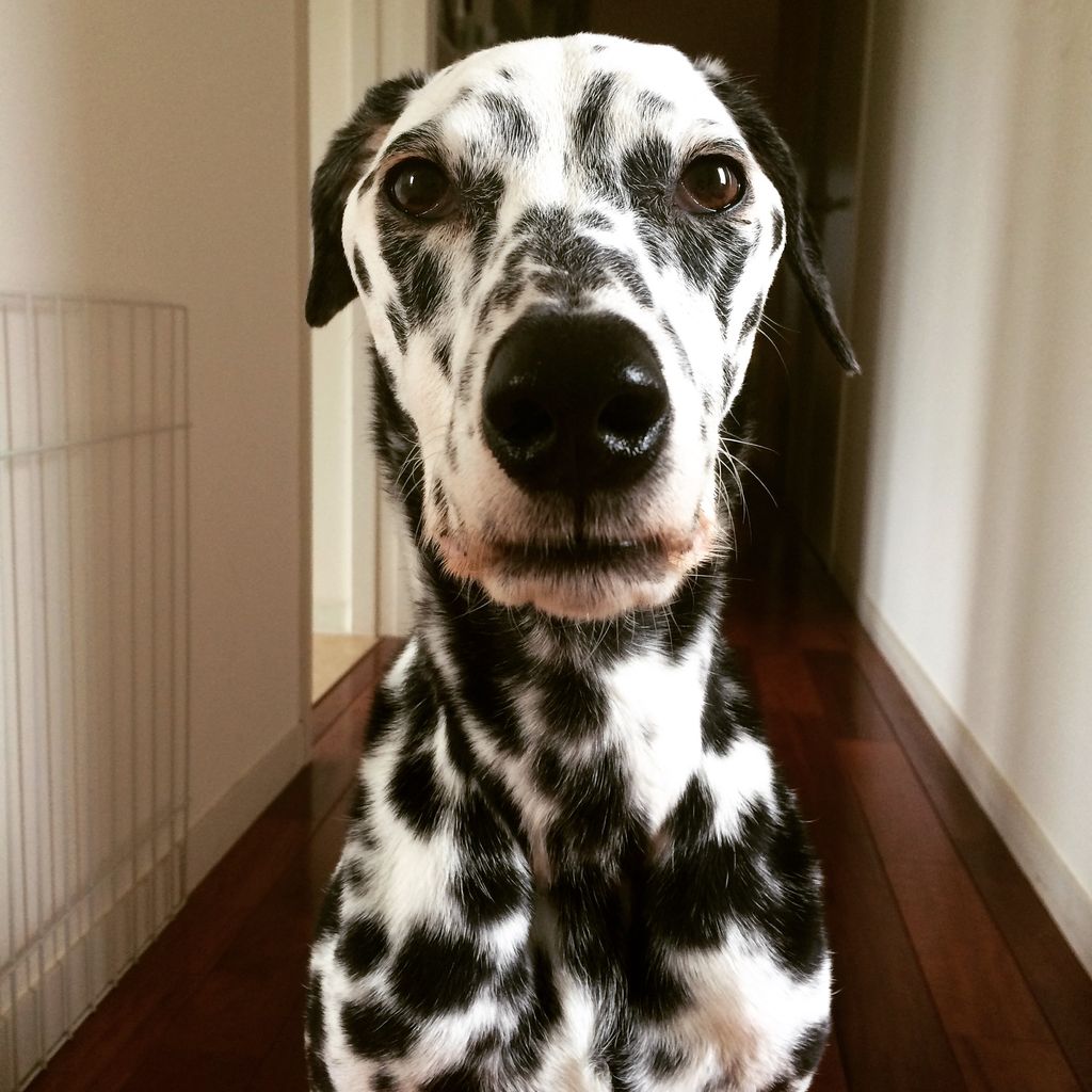 クリスマスプレゼント つぶつぶてんてんぽっこぽこ