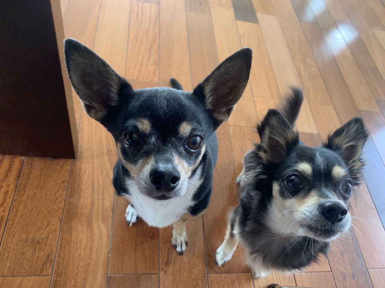 可愛い犬とお祝いと抜けていた理由 つぶつぶてんてんぽっこぽこ 可愛い犬とお祝いと抜けていた理由 つぶつぶてんてんぽっこぽこ