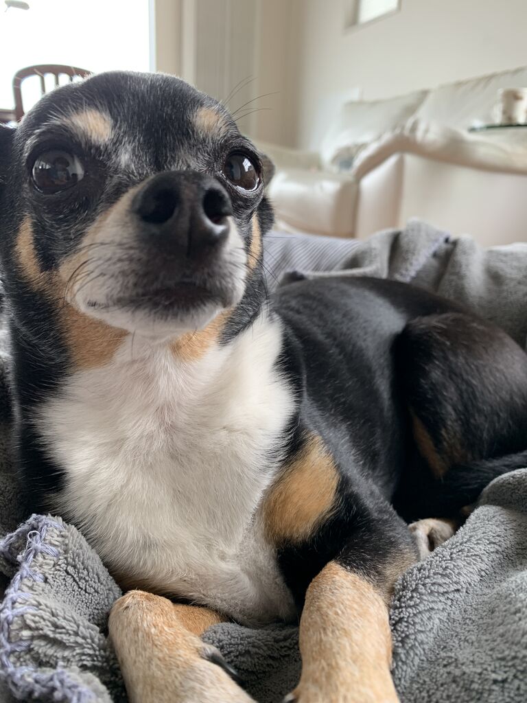 散歩とドコモダケが大好きなテン つぶつぶてんてんぽっこぽこ