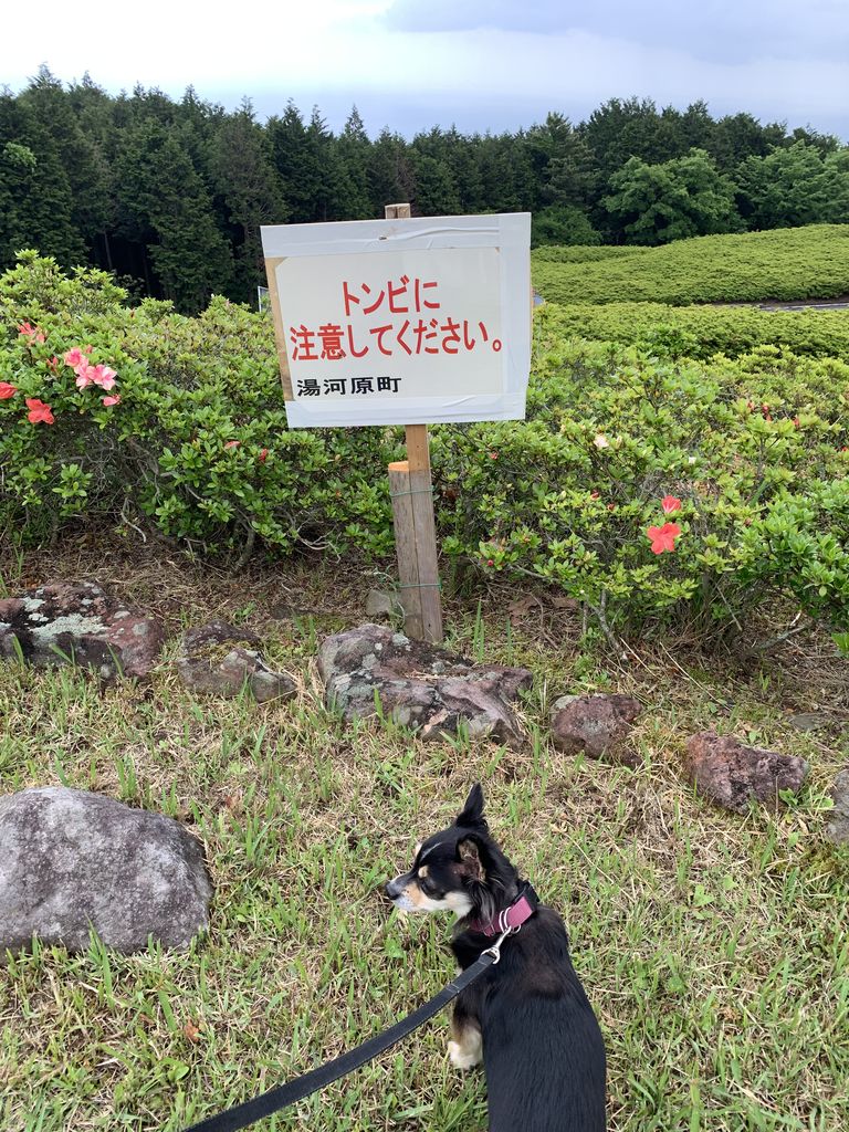 qの復習と愛される夫 つぶつぶてんてんぽっこぽこ