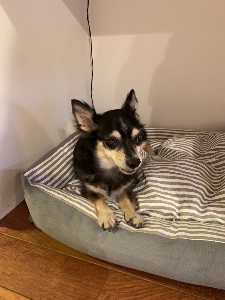 犬用ベッド 使う犬と使わない犬 つぶつぶてんてんぽっこぽこ