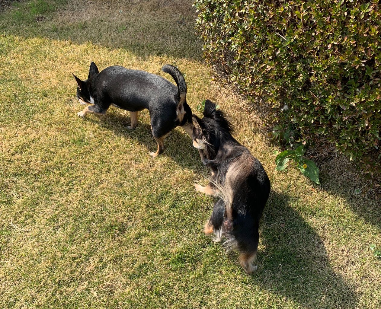 嗅ぐ犬と走る犬 つぶつぶてんてんぽっこぽこ 嗅ぐ犬と走る犬 つぶつぶてんてんぽっこぽこ