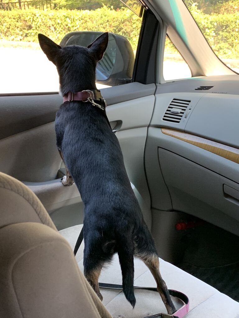 犬達の日常 つぶつぶてんてんぽっこぽこ 犬達の日常 つぶつぶてんてんぽっこぽこ