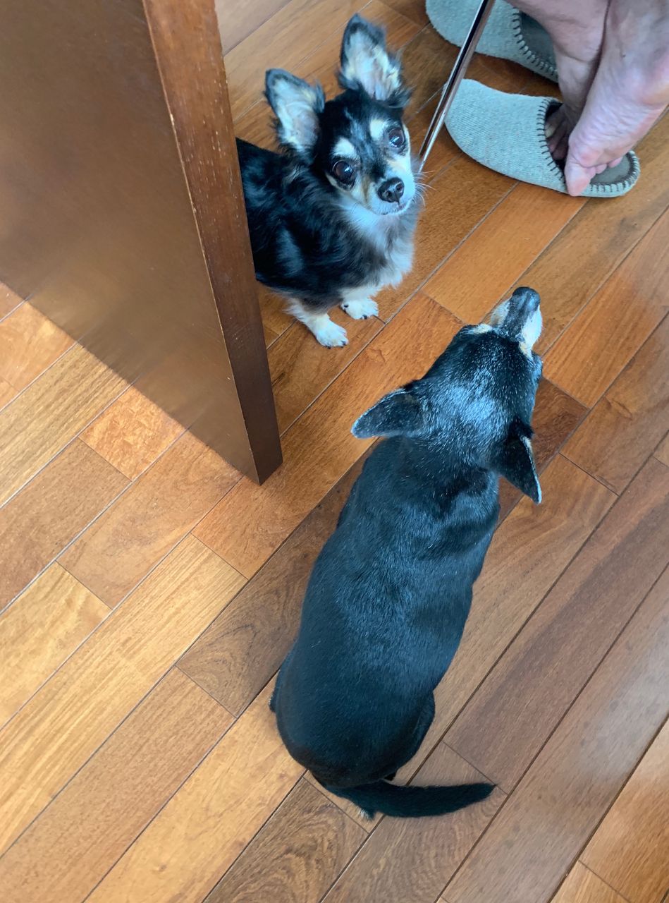 今朝の犬たちとちょっと思い出話 つぶつぶてんてんぽっこぽこ 今朝の犬たちとちょっと思い出話 つぶつぶてんてんぽっこぽこ