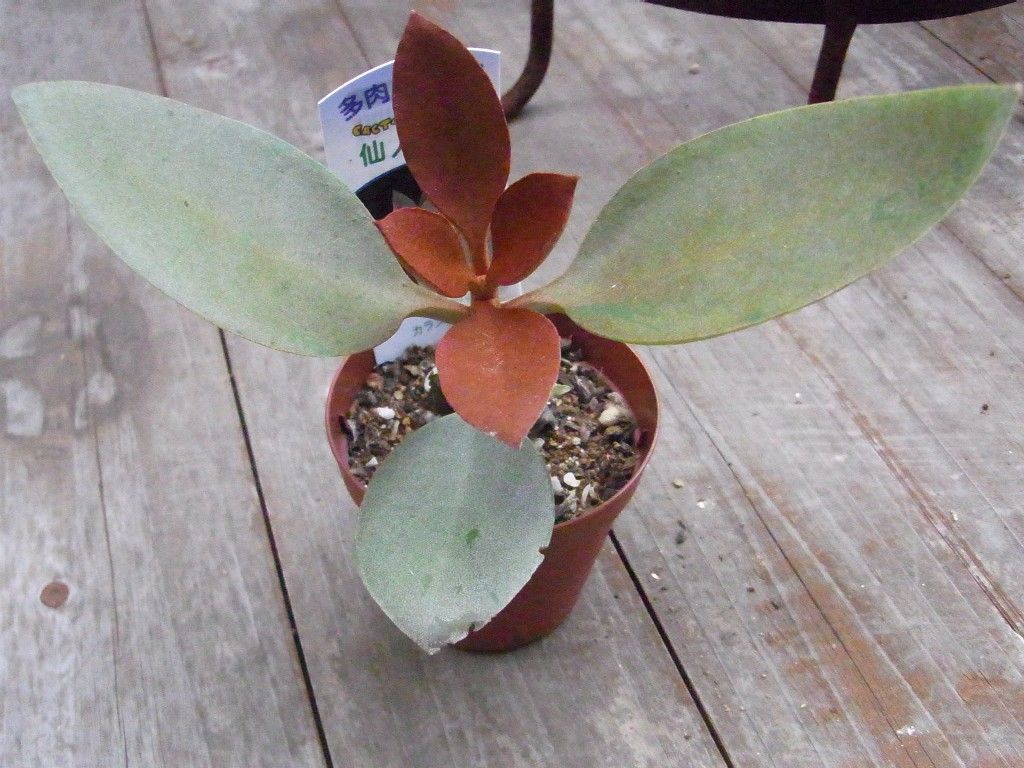 多肉の新入りさん2種 Succulent Cafe つぶたね とナチュラルライフ