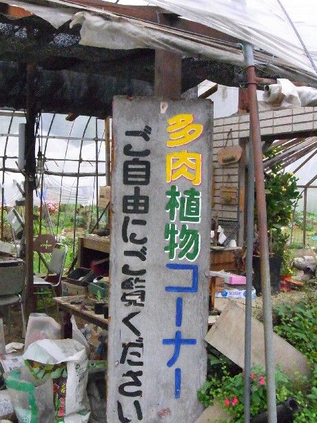 松井田バラ園の多肉植物 Succulent Cafe つぶたね とナチュラルライフ 松井田バラ園の多肉植物 Succulent Cafe つぶたね とナチュラルライフ