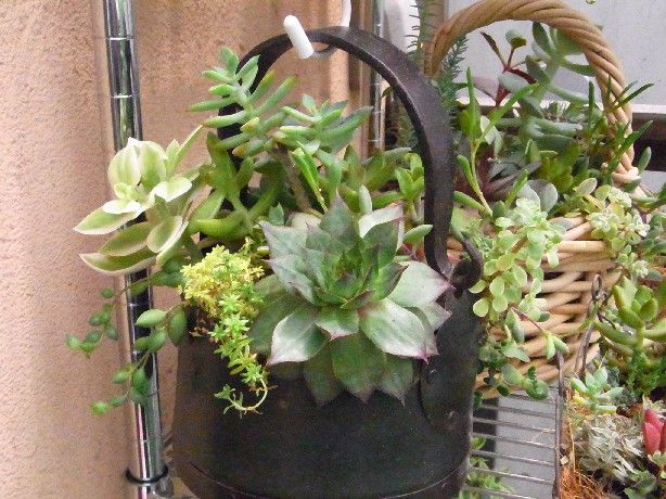 多肉植物の病気と害虫の対策法は Succulent Cafe つぶたね とナチュラルライフ 多肉植物の病気と害虫の対策法は Succulent Cafe つぶたね とナチュラルライフ