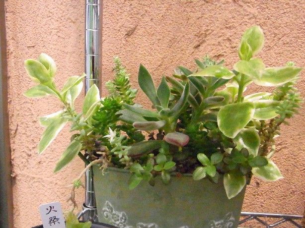 多肉植物の病気と害虫の対策法は Succulent Cafe つぶたね とナチュラルライフ 多肉植物の病気と害虫の対策法は Succulent Cafe つぶたね とナチュラルライフ