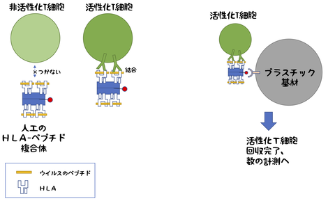 Tcell-HLA-tetramer1