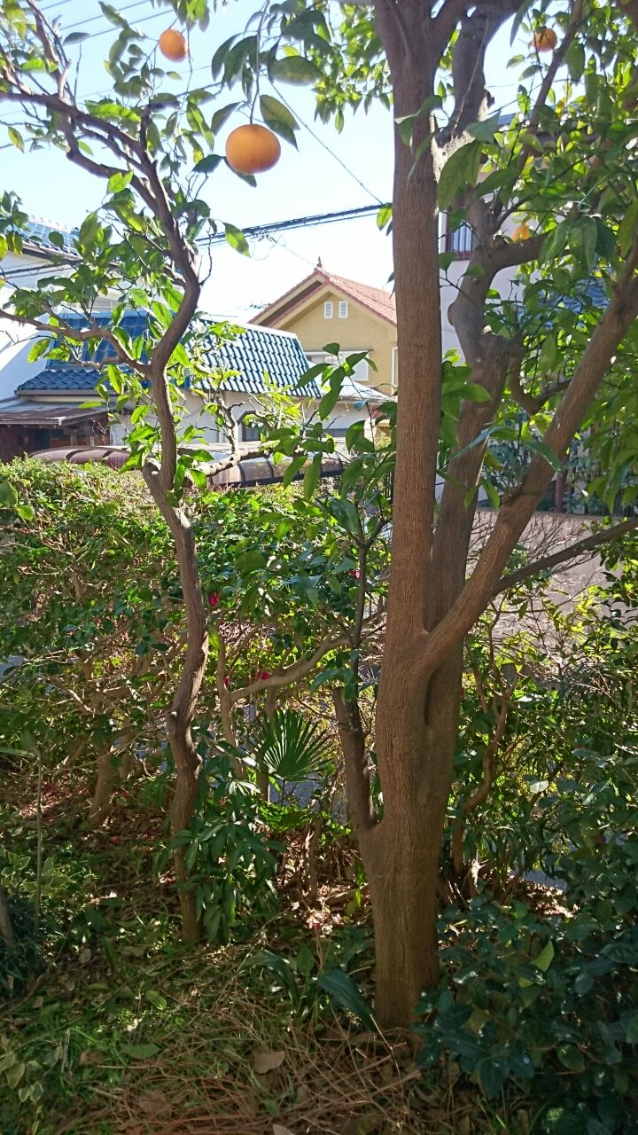みかんの木を剪定 Tsucheasのブログ