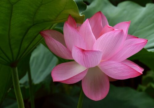 上野 不忍池の蓮の花を訪ねて ２０１８ 平成３０年７月 つっちゃんの絵日記