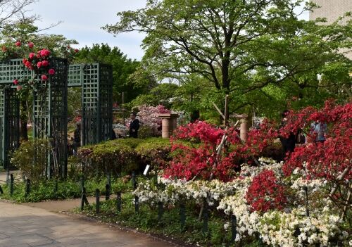 練馬 平成つつじ公園を訪ねて 2019 令和1年5月 つっちゃんの絵日記 練馬 平成つつじ公園を訪ねて 2019 令和1年5月 つっちゃんの絵日記