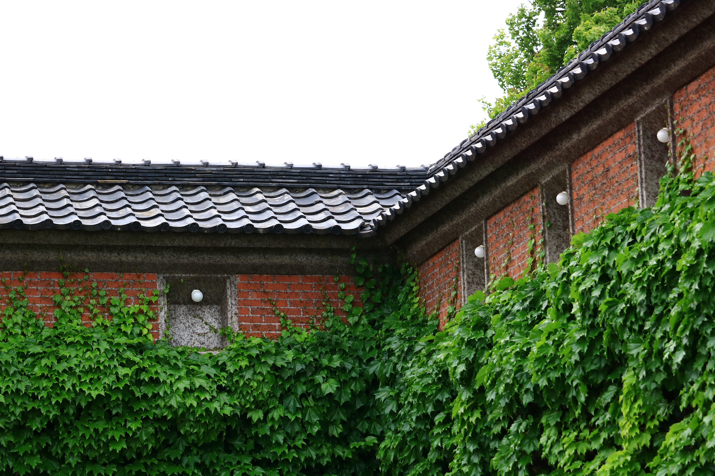 蔦とレンガ壁です つちくれ無料写真館 蔦とレンガ壁です つちくれ無料写真館
