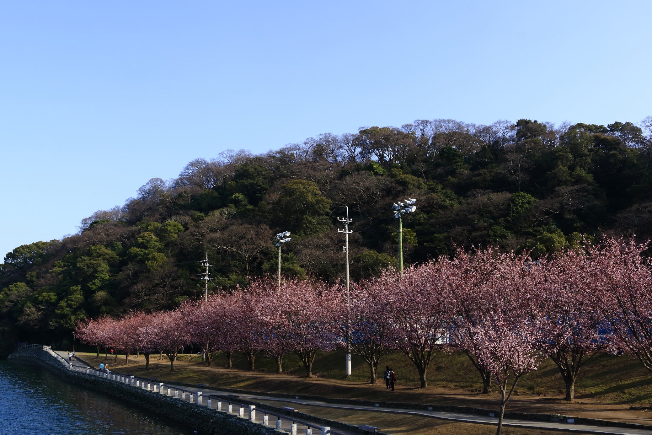 蜂須賀桜です つちくれ無料写真館