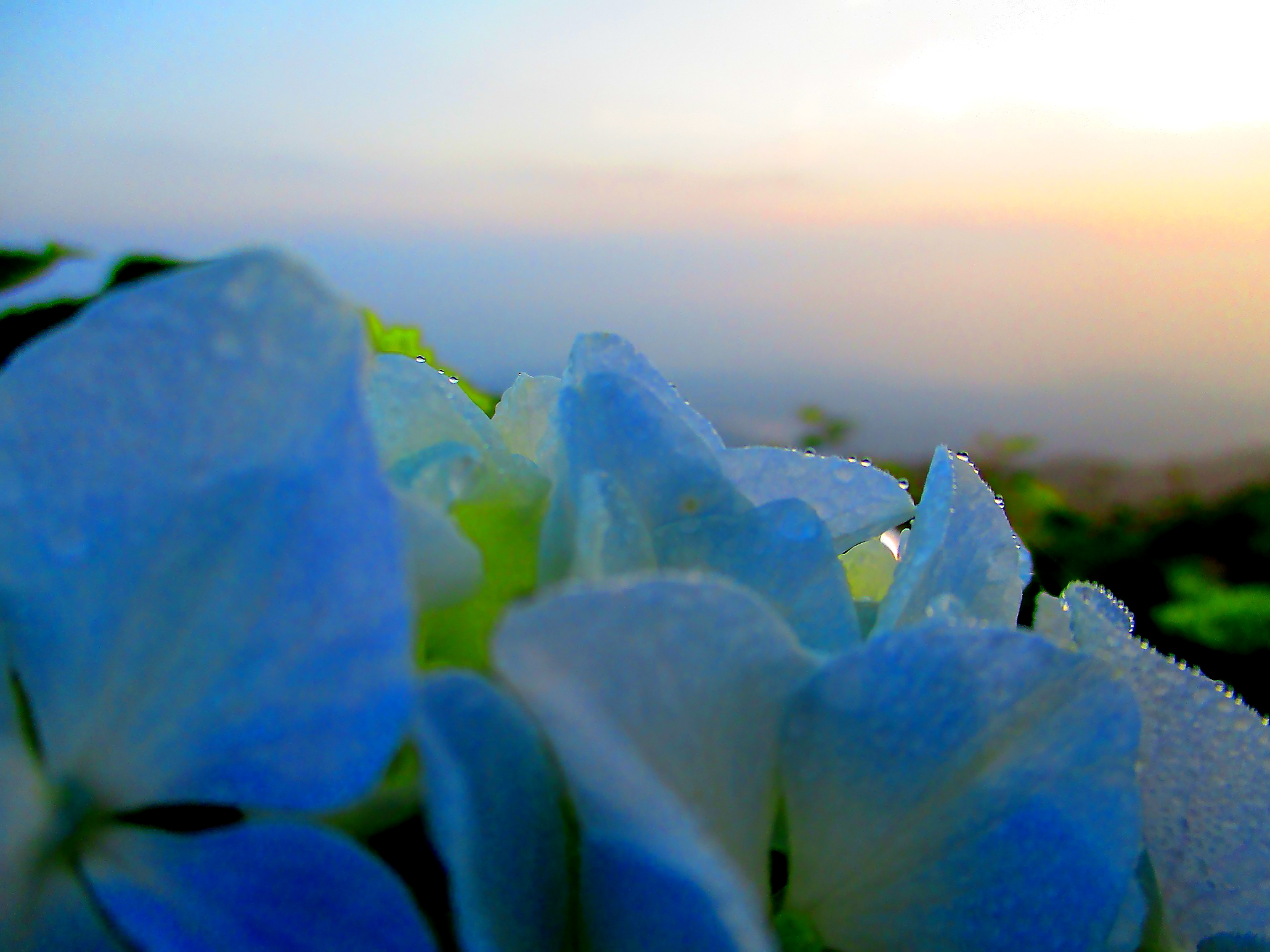 朝露と紫陽花です つちくれ無料写真館 朝露と紫陽花です つちくれ無料写真館