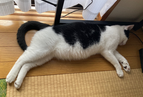 hachi
