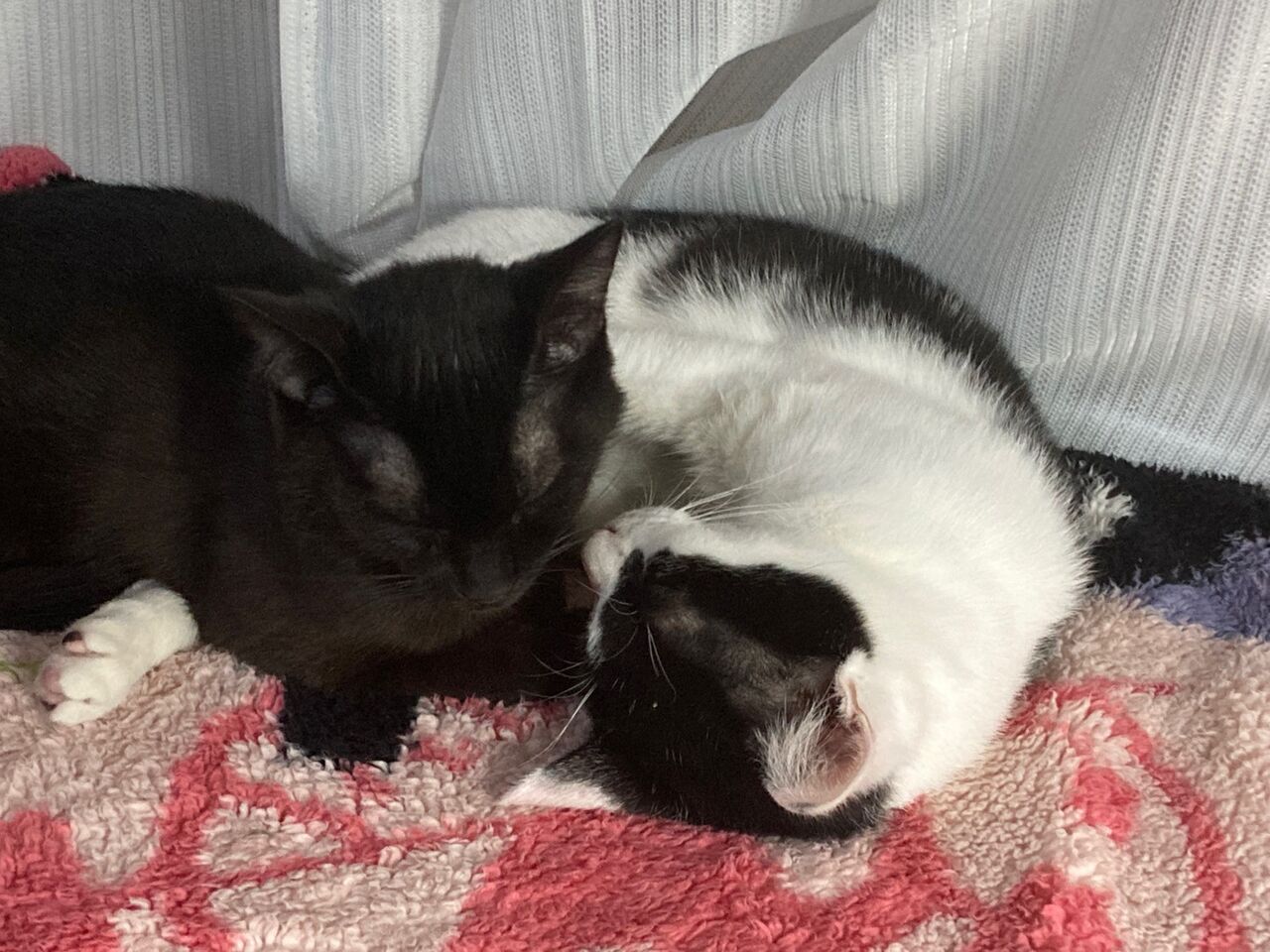 猫録 No Cat No Life 待ち受けにしてます