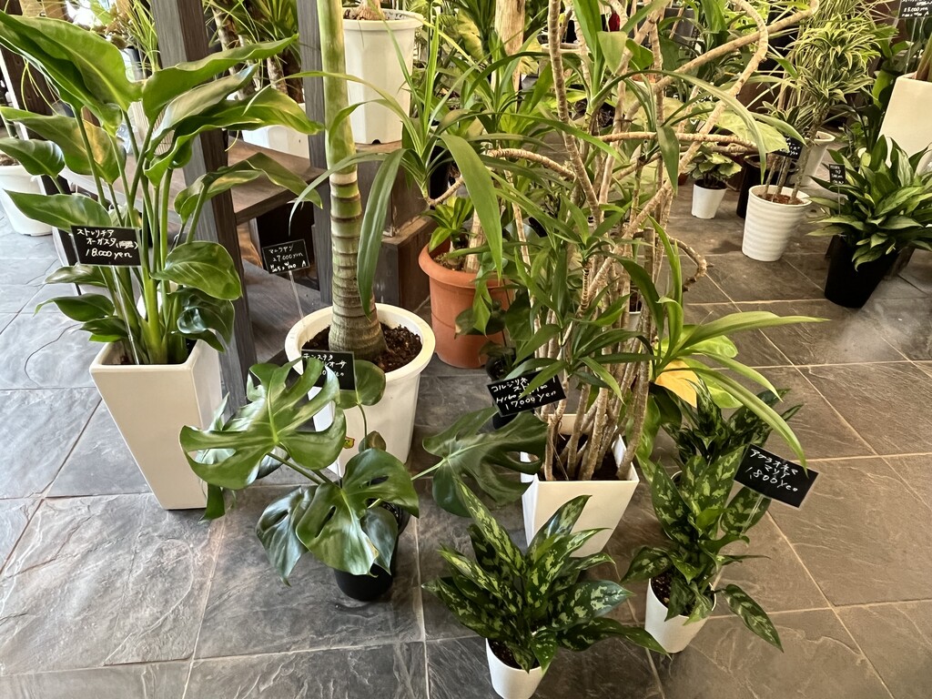 閉店 グリーン インテリア 観葉植物専門店 東京 江戸川区小岩 津田千枝 ブログ