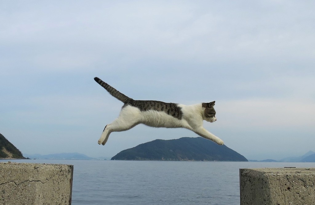 佐柳島の猫たち 香川 津田千枝 ブログ