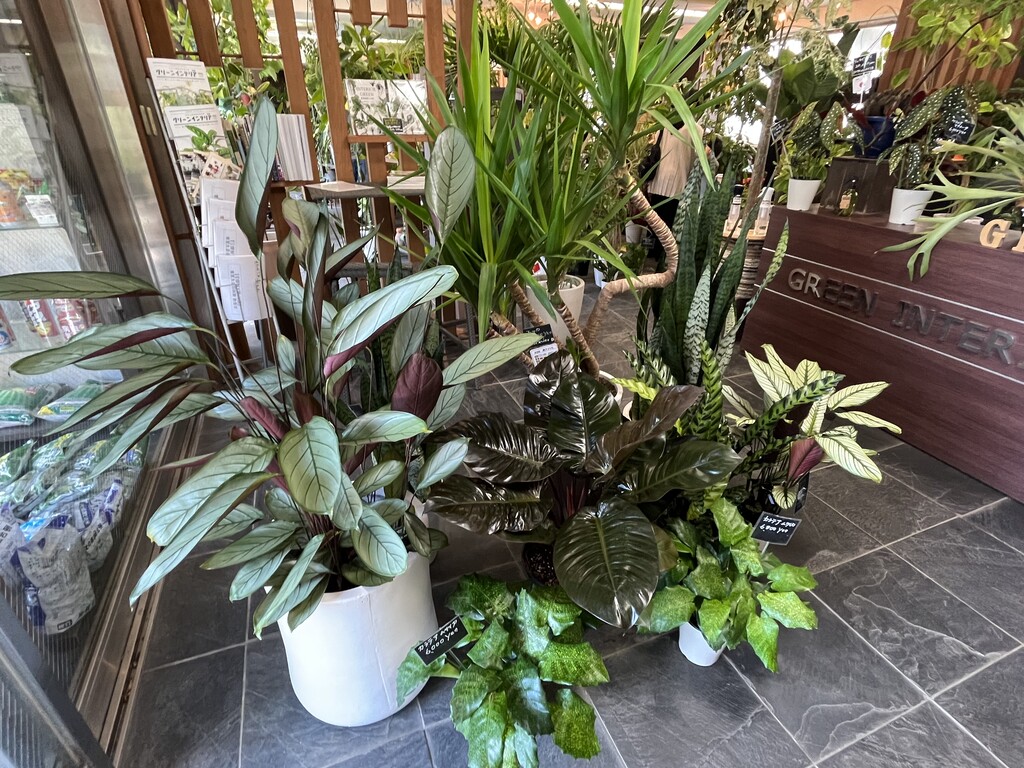 閉店 グリーン インテリア 観葉植物専門店 東京 江戸川区小岩 津田千枝 ブログ