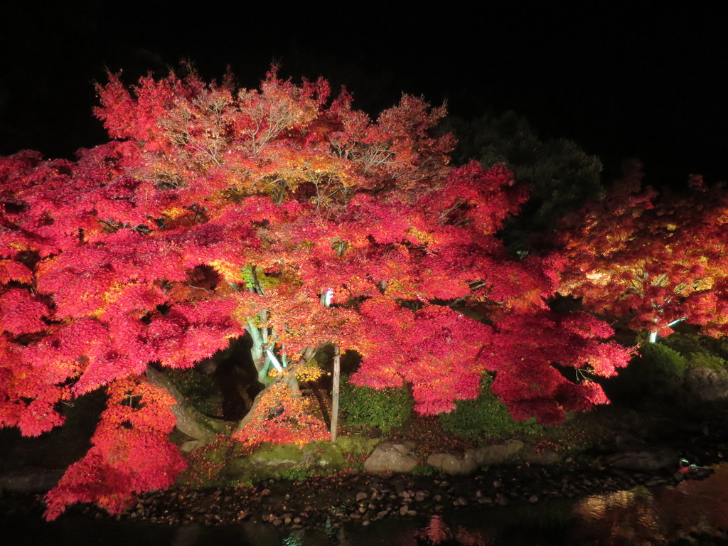 栗林公園 紅葉 秋のライトアップ 14 香川県 高松 津田千枝 ブログ