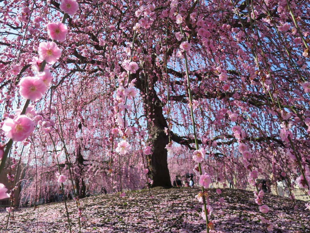 しだれ梅まつり 鈴鹿の森庭園 赤塚植物園 鈴鹿市 三重 津田千枝 ブログ しだれ梅まつり 鈴鹿の森庭園 赤塚植物園 鈴鹿市 三重 津田千枝 ブログ