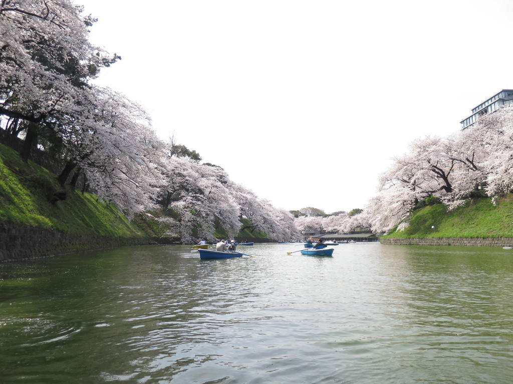 桜 千鳥ヶ淵公園お花見ボート体験 2014年春 東京 津田千枝 ブログ