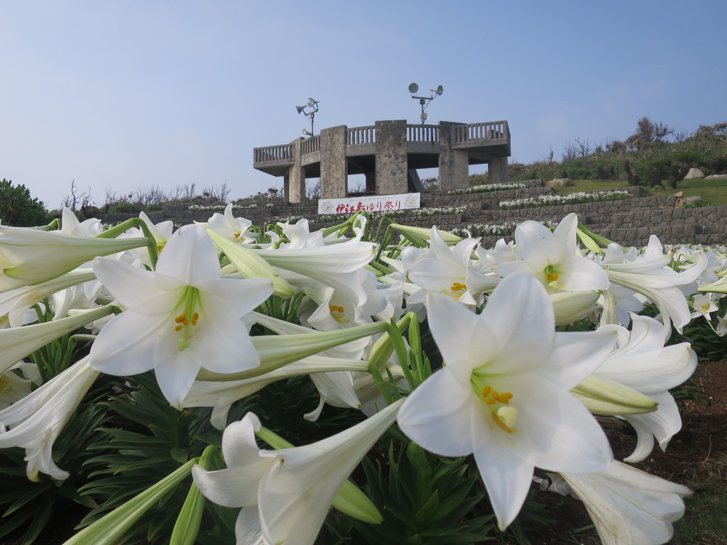 伊江島 ゆり祭りとハイビスカス園 沖縄 津田千枝 ブログ 伊江島 ゆり祭りとハイビスカス園 沖縄 津田千枝 ブログ