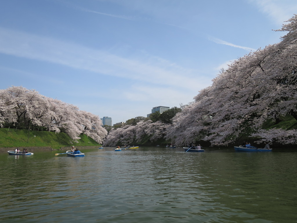 桜 千鳥ヶ淵公園お花見ボート体験 2014年春 東京 津田千枝 ブログ