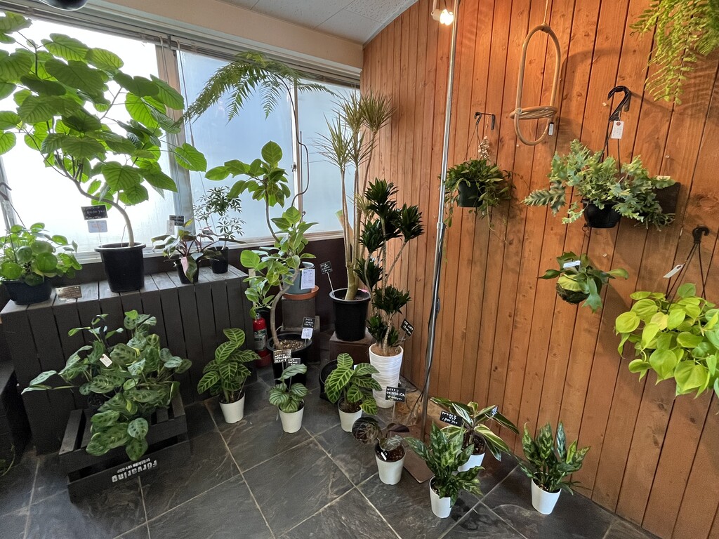 閉店 グリーン インテリア 観葉植物専門店 東京 江戸川区小岩 津田千枝 ブログ