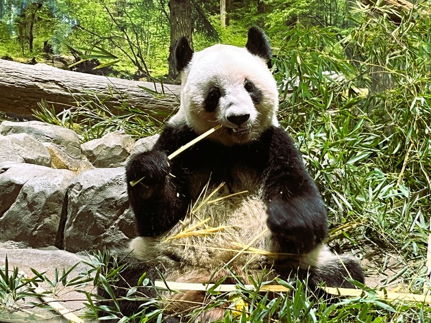 上野動物園のパンダ「シャオシャオ」と「レイレイ」見てきました＠東京