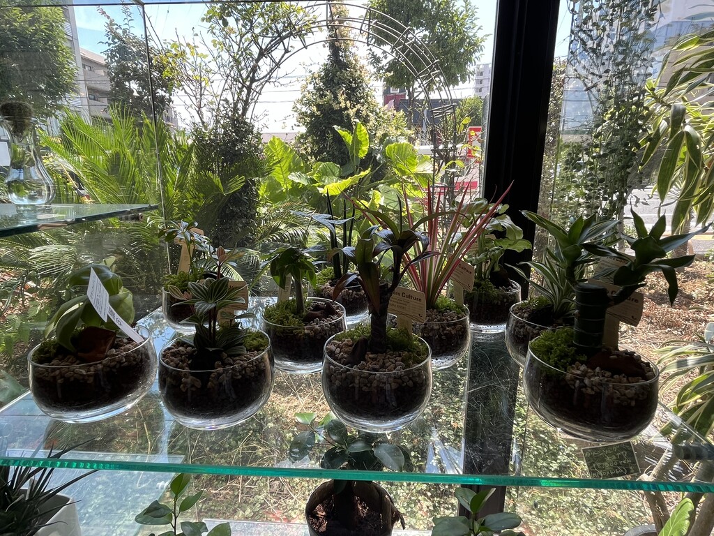 閉店 グリーン インテリア 観葉植物専門店 東京 江戸川区小岩 津田千枝 ブログ