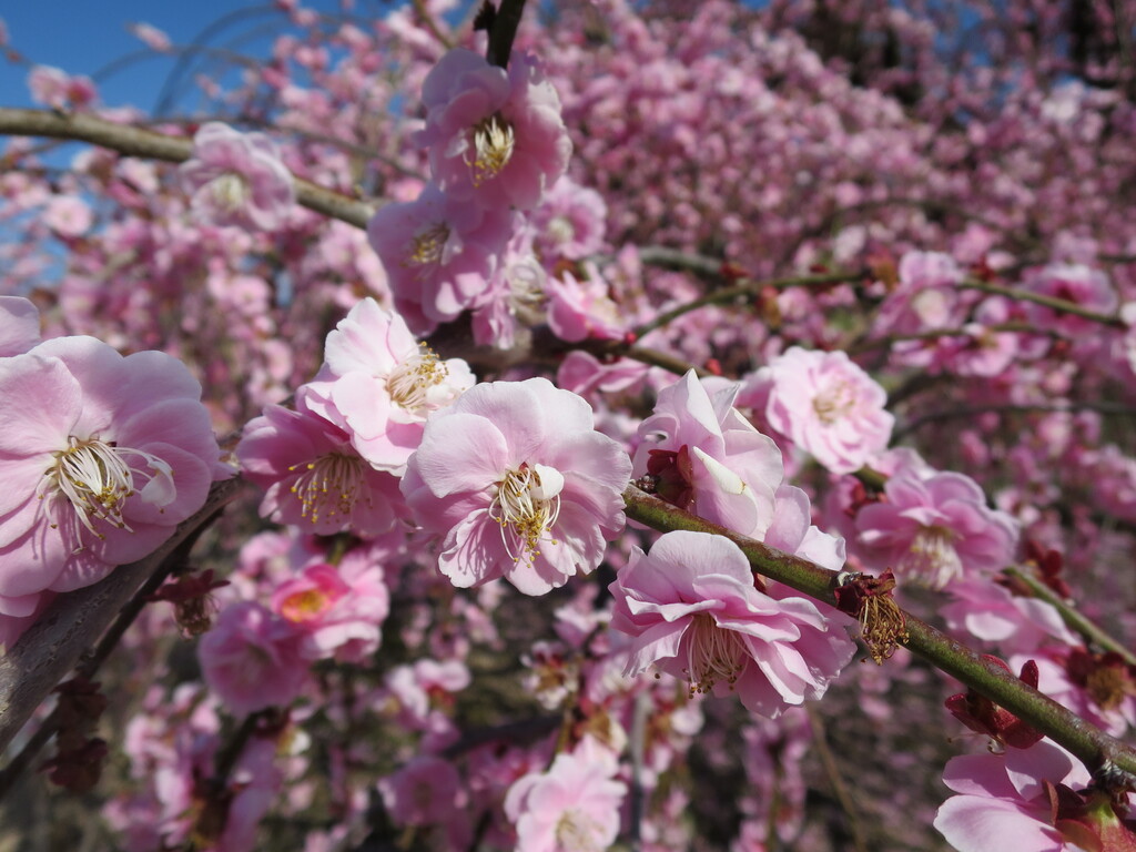 しだれ梅まつり 鈴鹿の森庭園 赤塚植物園 鈴鹿市 三重 津田千枝 ブログ しだれ梅まつり 鈴鹿の森庭園 赤塚植物園 鈴鹿市 三重 津田千枝 ブログ