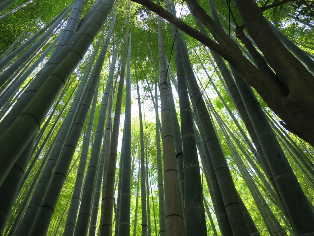 報国寺 神奈川 鎌倉 津田千枝 ブログ 報国寺 神奈川 鎌倉 津田千枝 ブログ
