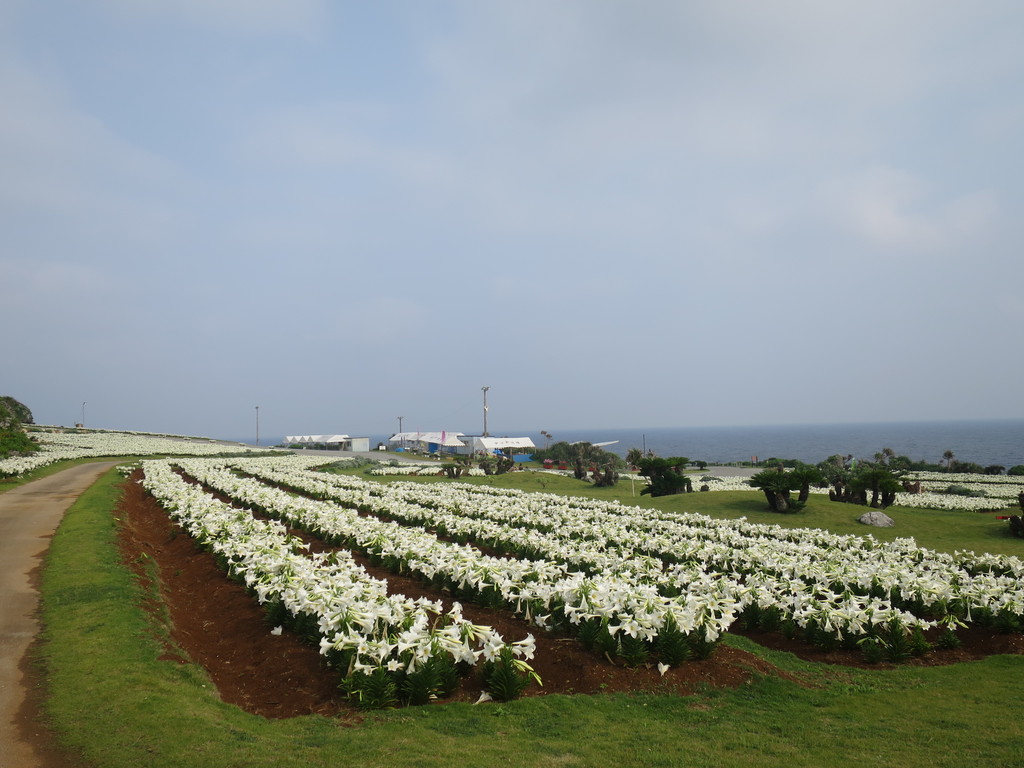 伊江島 ゆり祭りとハイビスカス園 沖縄 津田千枝 ブログ 伊江島 ゆり祭りとハイビスカス園 沖縄 津田千枝 ブログ