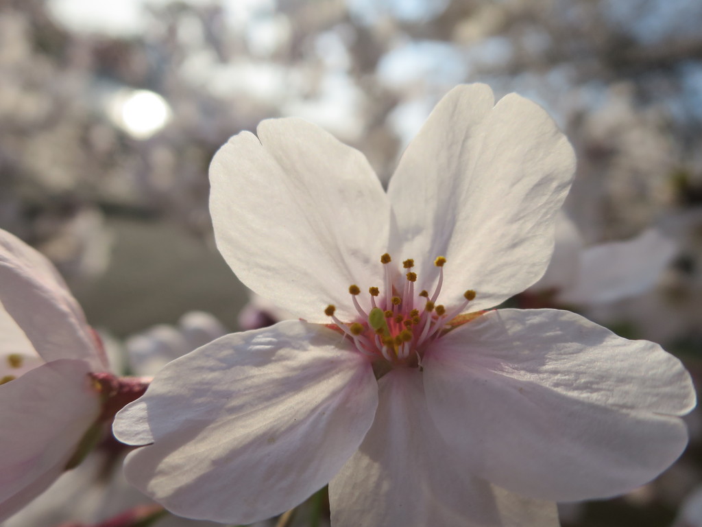 隅田川沿い 桜お花見 15 16春 佃島 東京 津田千枝 ブログ