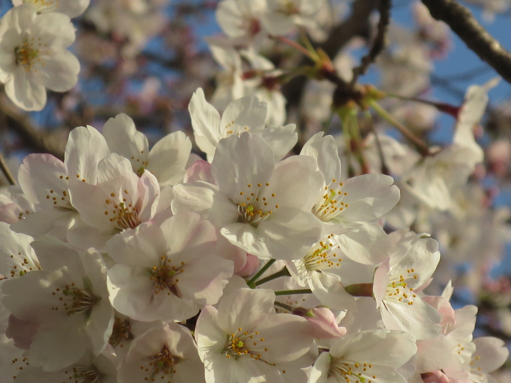 隅田川沿い 桜お花見 15 16春 佃島 東京 津田千枝 ブログ
