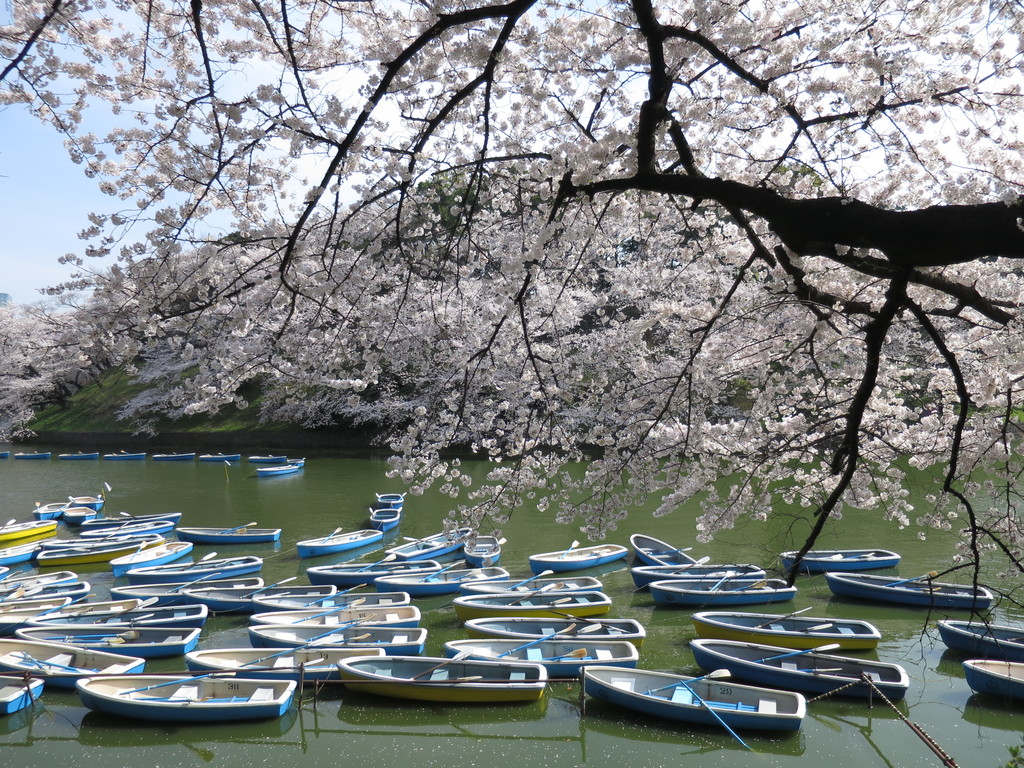 桜 千鳥ヶ淵公園お花見ボート体験 2014年春 東京 津田千枝 ブログ