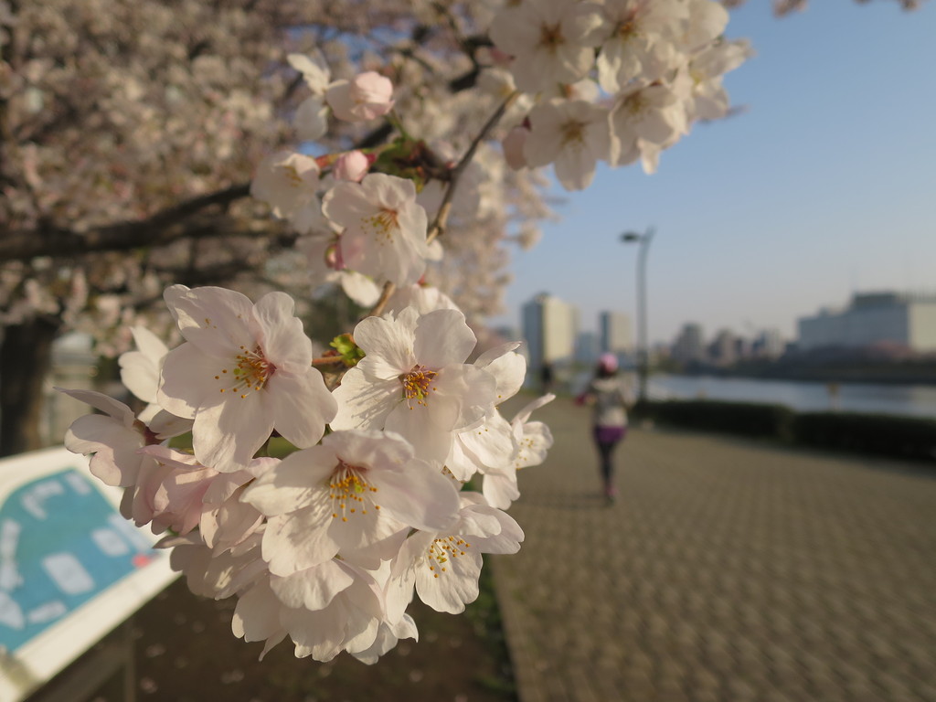 隅田川沿い 桜お花見 15 16春 佃島 東京 津田千枝 ブログ 隅田川沿い 桜お花見 15 16春 佃島 東京 津田千枝 ブログ
