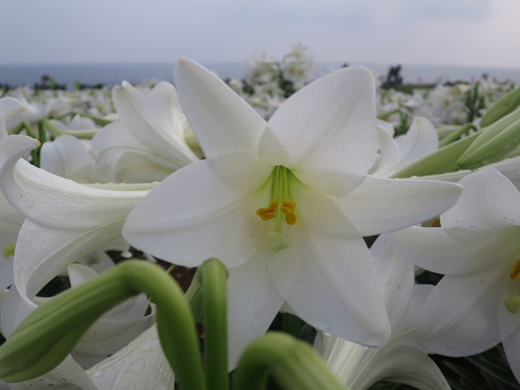 伊江島 ゆり祭りとハイビスカス園 沖縄 津田千枝 ブログ 伊江島 ゆり祭りとハイビスカス園 沖縄 津田千枝 ブログ