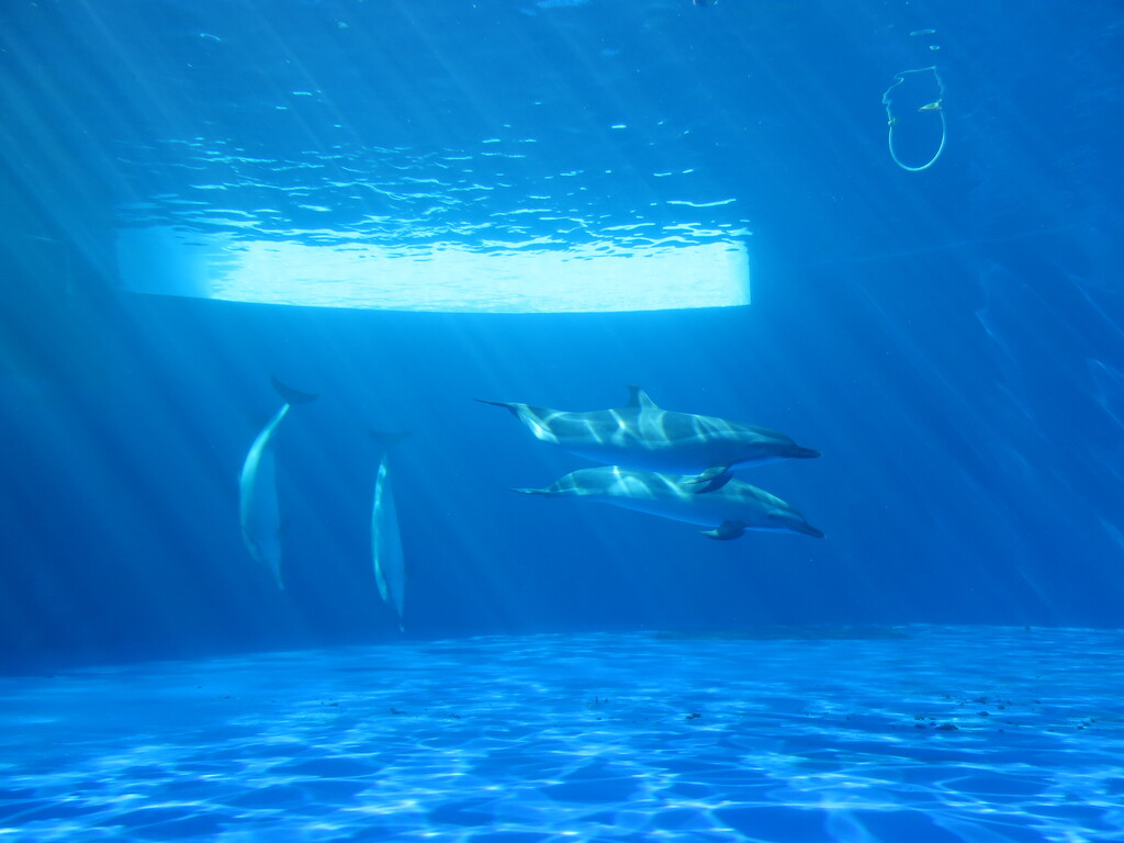 四国水族館 宇多津 香川 津田千枝 ブログ