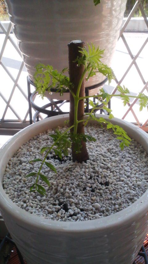 切り戻し後のジャカランダ 只今そうなんちゅう