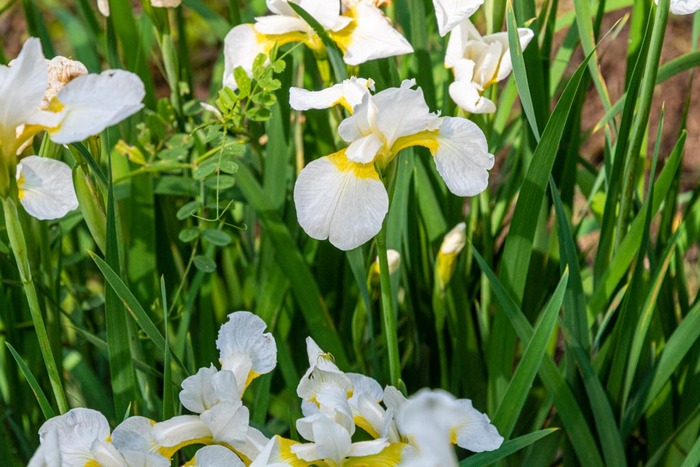 京王百草園201905
