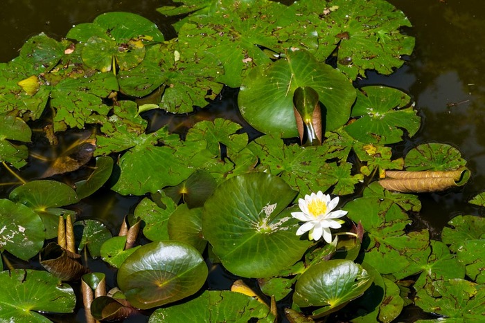 京王百草園201905