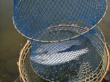 釣り2